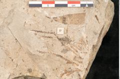 Foto (Detailansicht) von Glyptostrobus europaeus Brongniart (NHMW-GEO-2024-0188-11398)